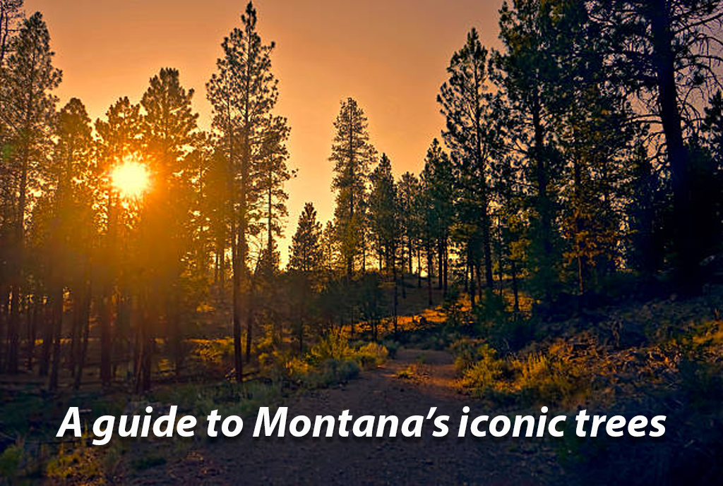Between Pines: A Guide to Montana's Most Iconic Trees